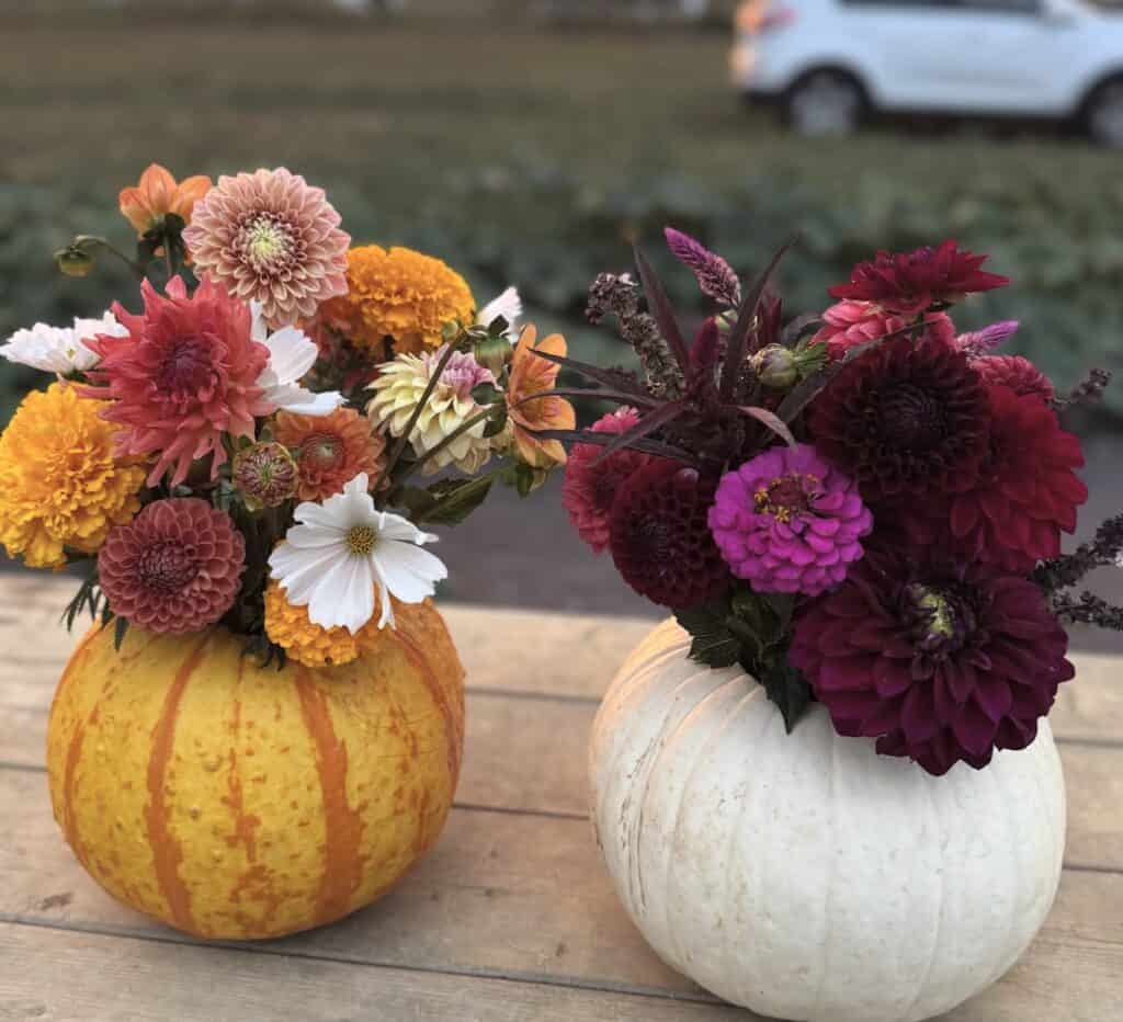 Colorful fall floral arrangements in decorative pumpkins for autumn decor.