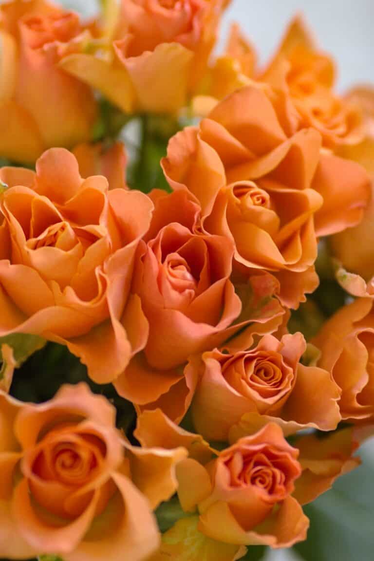 Rose Color Meanings Unlock The Secret Language Behind Every Bloom 🌹(02)