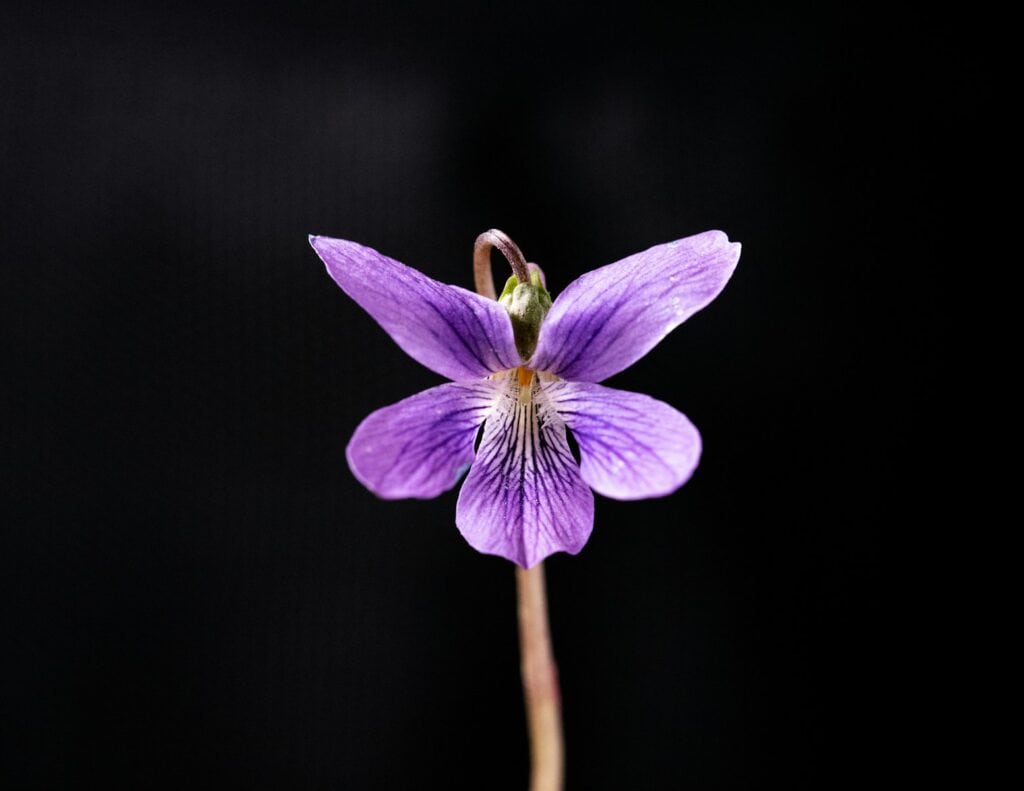 shallow focus photography of purple flower