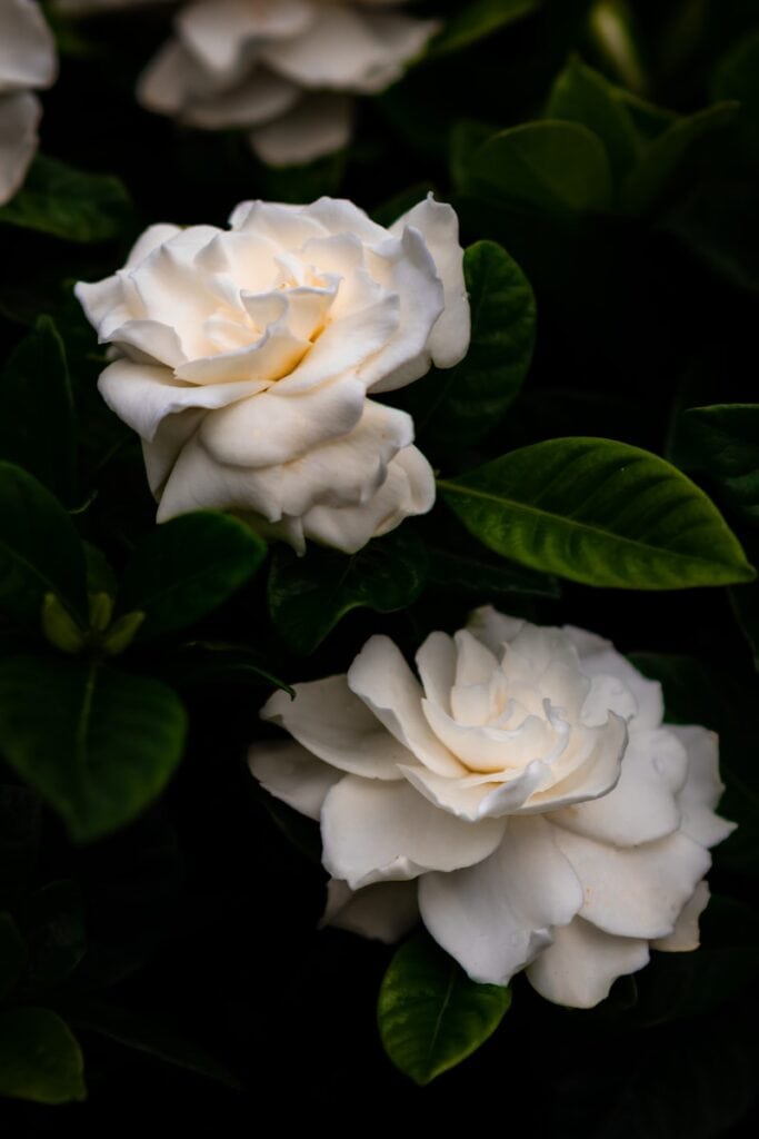 a group of white Gardenia flowers